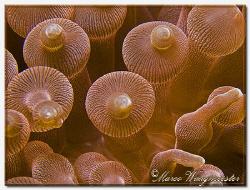 Details of a Bubble Anemone (Canon G9, D2000w, UCL165) by Marco Waagmeester 